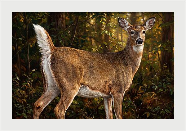 Graceful White Tailed Deer In Their Habitat