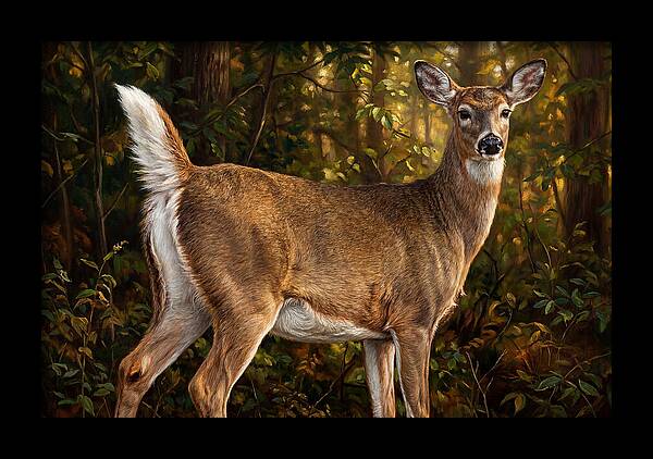 Graceful White Tailed Deer In Their Habitat
