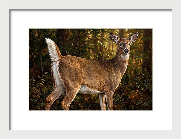 Graceful White Tailed Deer In Their Habitat
