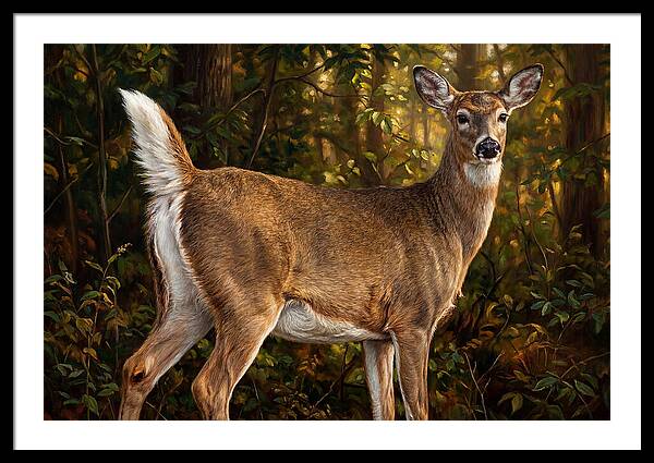Graceful White Tailed Deer In Their Habitat