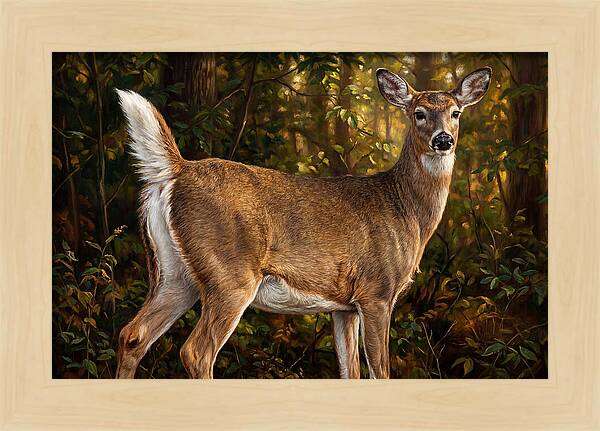 Graceful White Tailed Deer In Their Habitat