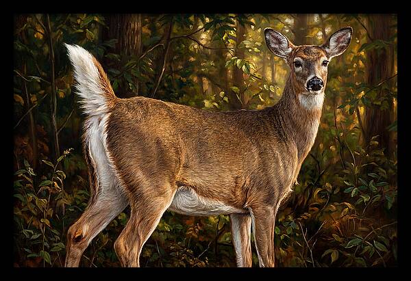 Graceful White Tailed Deer In Their Habitat