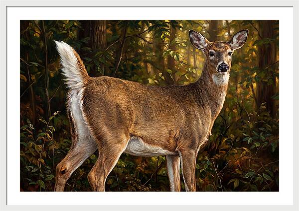 Graceful White Tailed Deer In Their Habitat