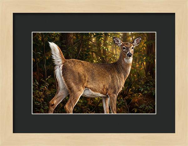 Graceful White Tailed Deer In Their Habitat