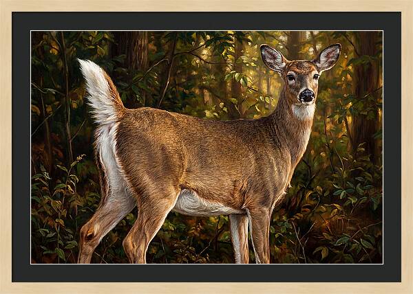Graceful White Tailed Deer In Their Habitat