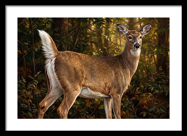 Graceful White Tailed Deer In Their Habitat