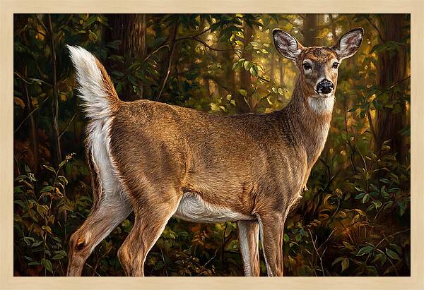 Graceful White Tailed Deer In Their Habitat
