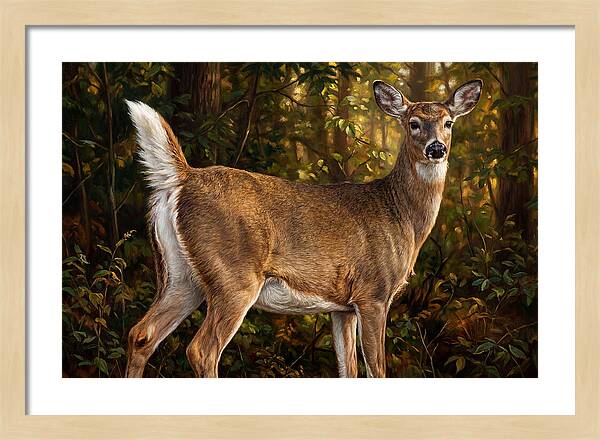 Graceful White Tailed Deer In Their Habitat