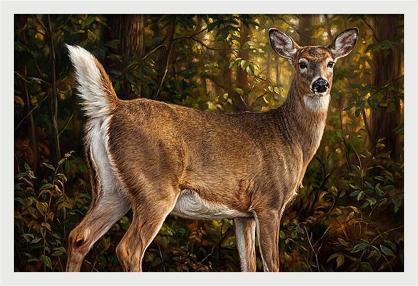 Graceful White Tailed Deer In Their Habitat