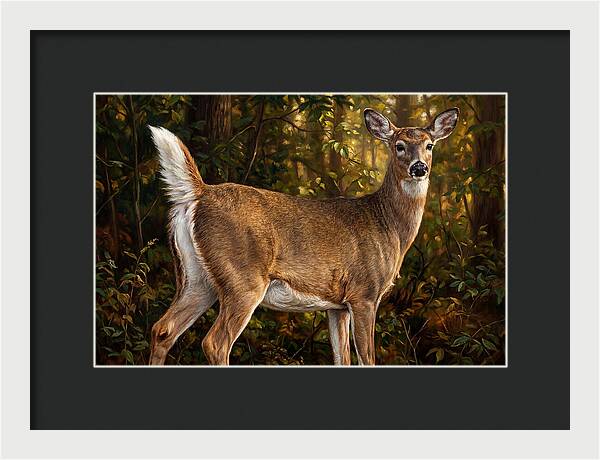 Graceful White Tailed Deer In Their Habitat