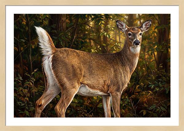 Graceful White Tailed Deer In Their Habitat