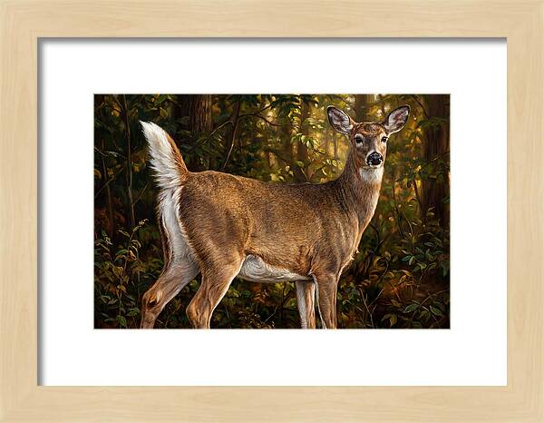 Graceful White Tailed Deer In Their Habitat
