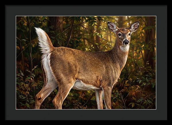 Graceful White Tailed Deer In Their Habitat