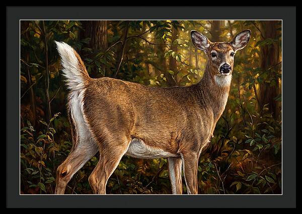 Graceful White Tailed Deer In Their Habitat