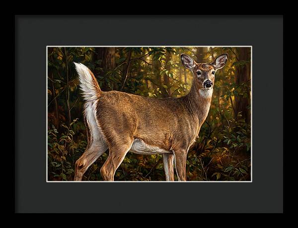 Graceful White Tailed Deer In Their Habitat