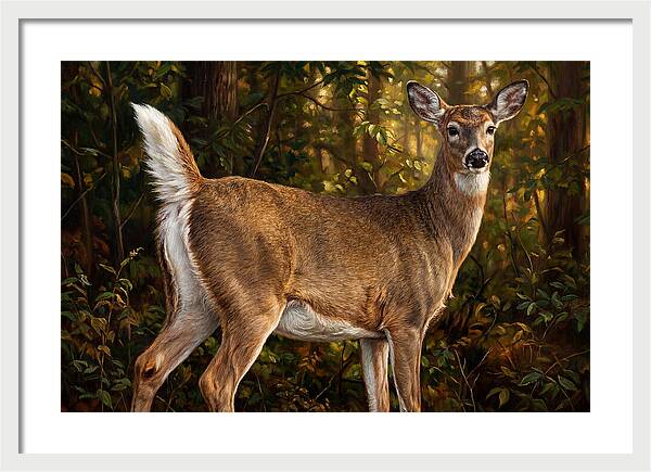 Graceful White Tailed Deer In Their Habitat
