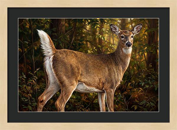 Graceful White Tailed Deer In Their Habitat