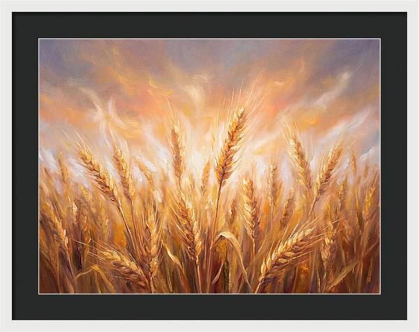 Grain Field At Dusk