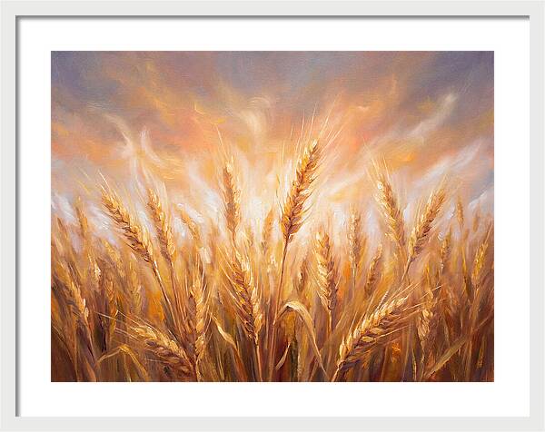 Grain Field At Dusk
