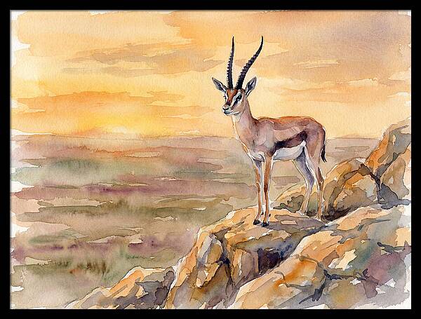 Grant Gazelle At Sunset