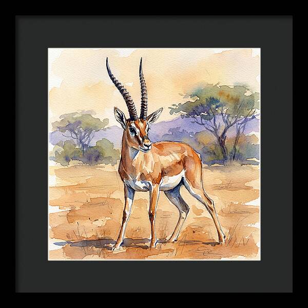 Grant Gazelle In Nature