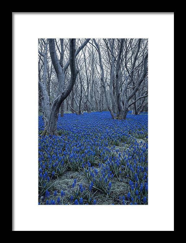 Grape Hyacinth Carpet In Bloom