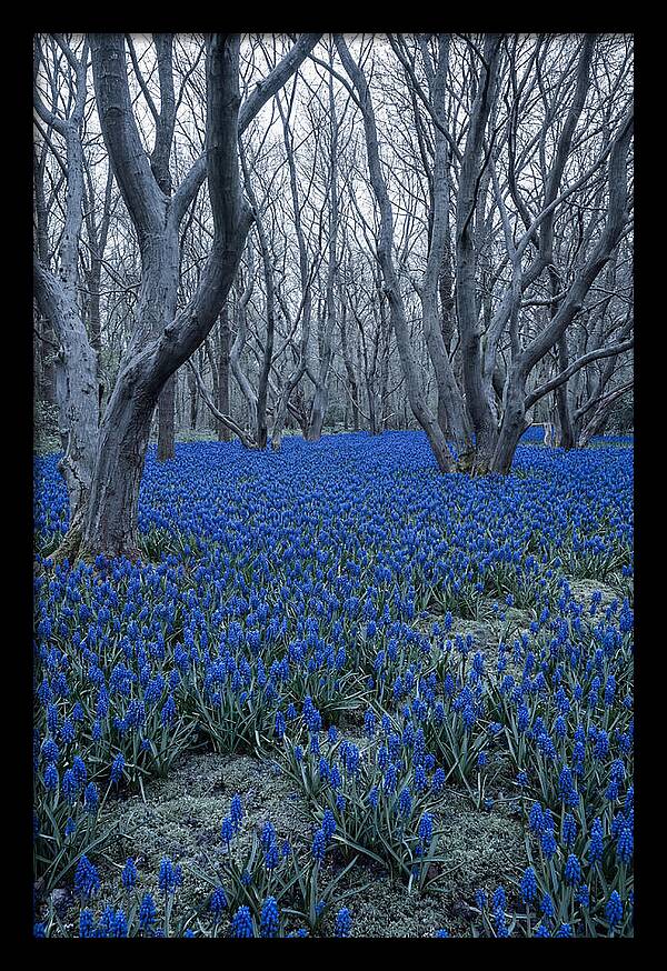 Grape Hyacinth Carpet In Bloom