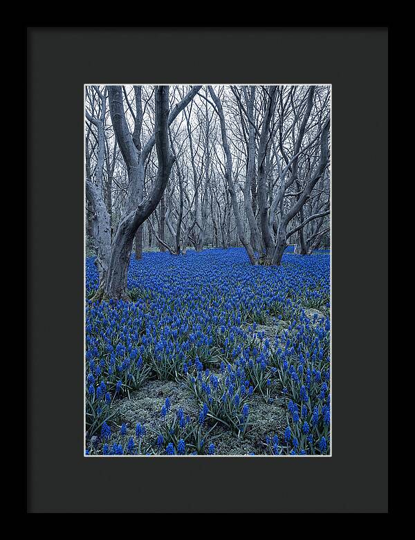 Grape Hyacinth Carpet In Bloom