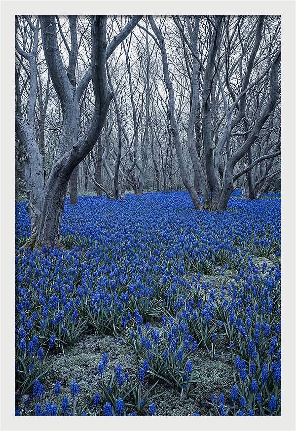 Grape Hyacinth Carpet In Bloom