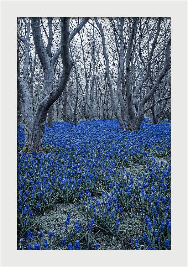 Grape Hyacinth Carpet In Bloom