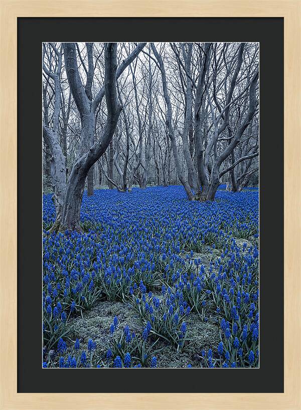 Grape Hyacinth Carpet In Bloom