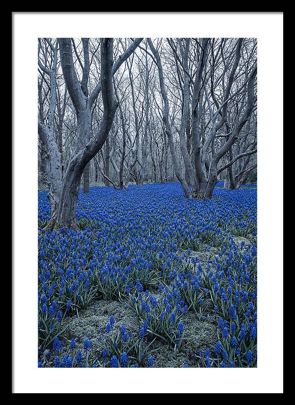 Grape Hyacinth Carpet In Bloom
