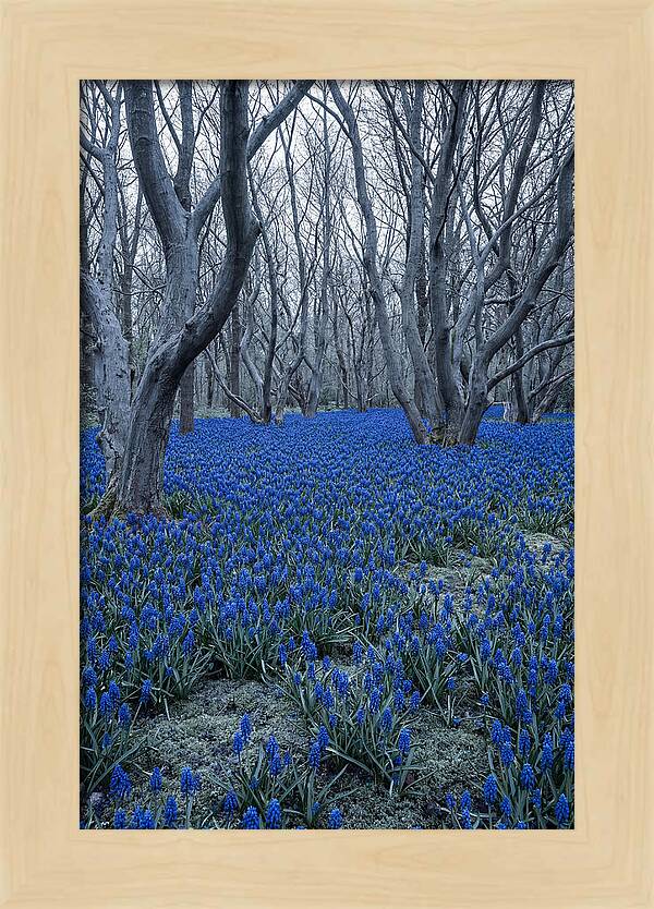 Grape Hyacinth Carpet In Bloom