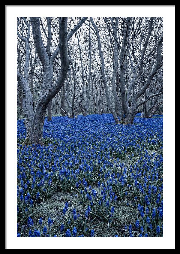 Grape Hyacinth Carpet In Bloom