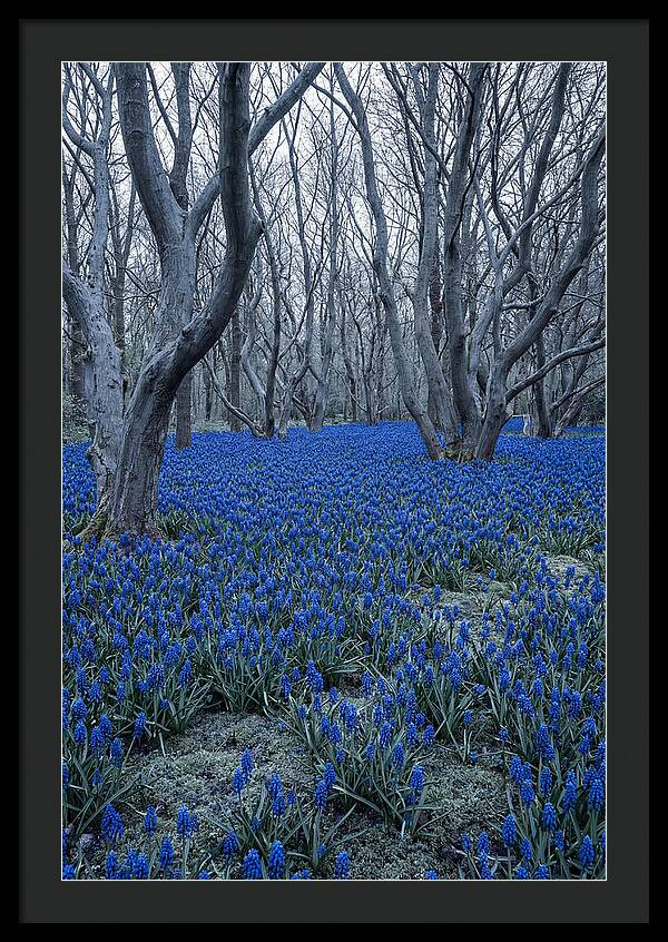 Grape Hyacinth Carpet In Bloom