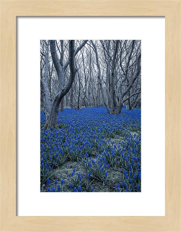 Grape Hyacinth Carpet In Bloom