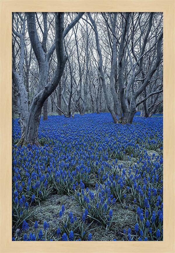 Grape Hyacinth Carpet In Bloom