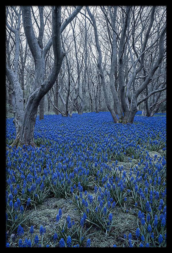 Grape Hyacinth Carpet In Bloom