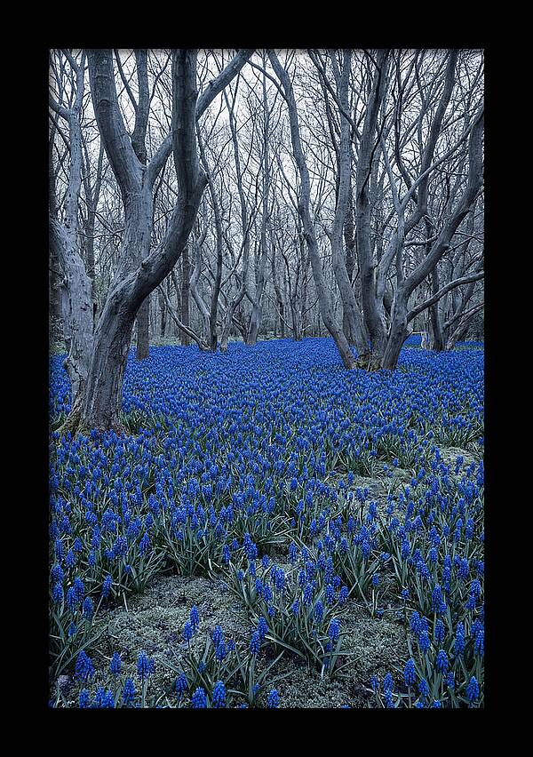 Grape Hyacinth Carpet In Bloom