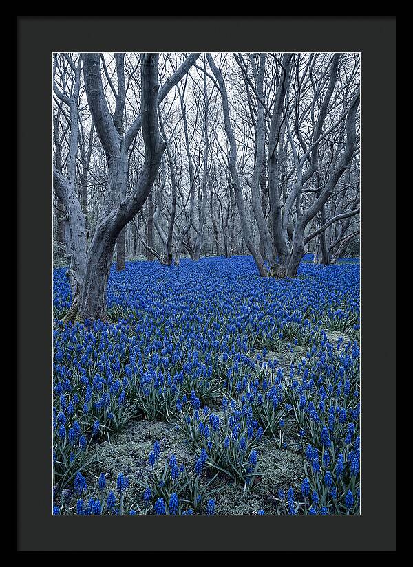 Grape Hyacinth Carpet In Bloom