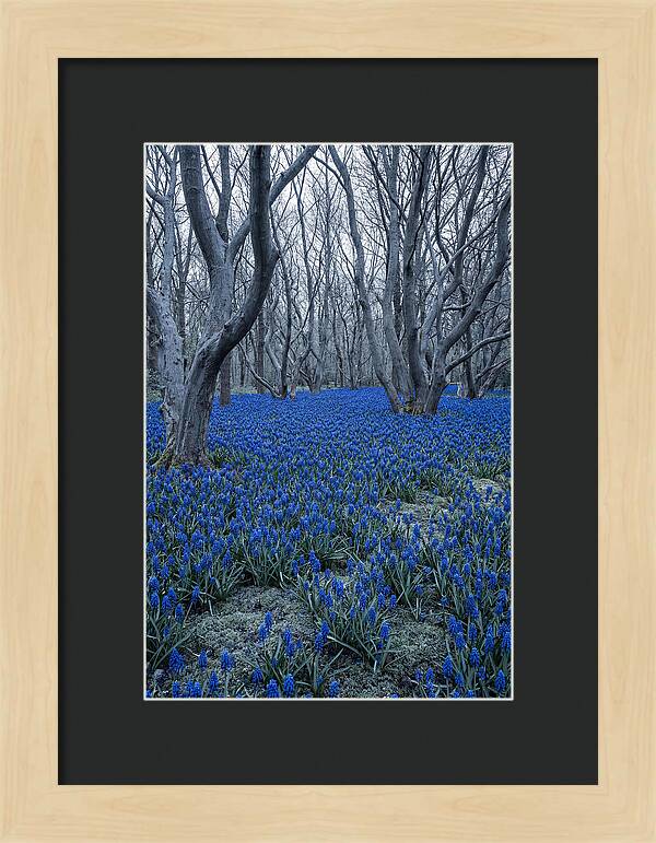 Grape Hyacinth Carpet In Bloom