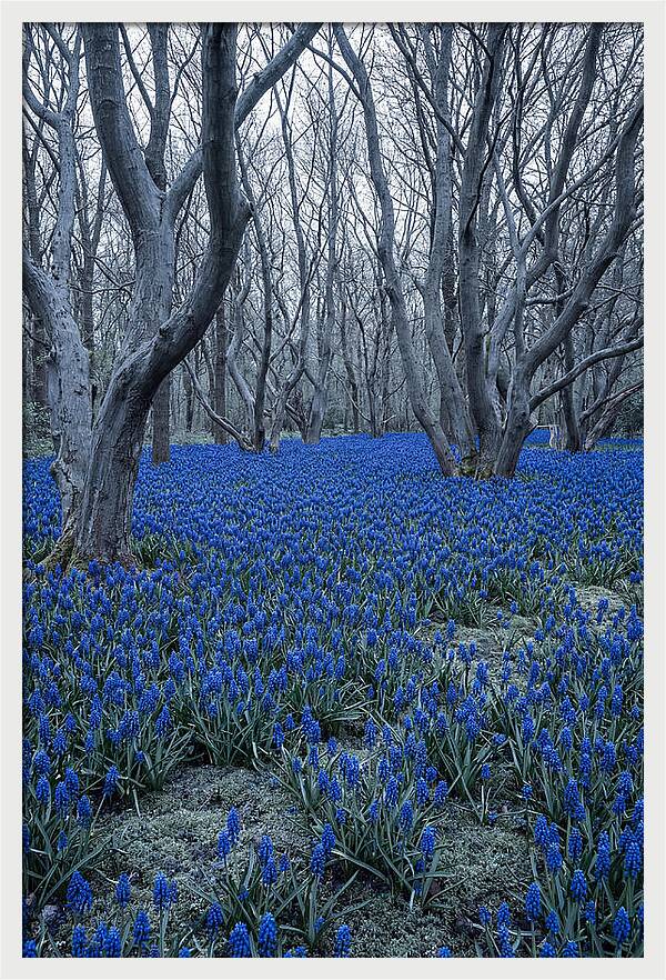 Grape Hyacinth Carpet In Bloom