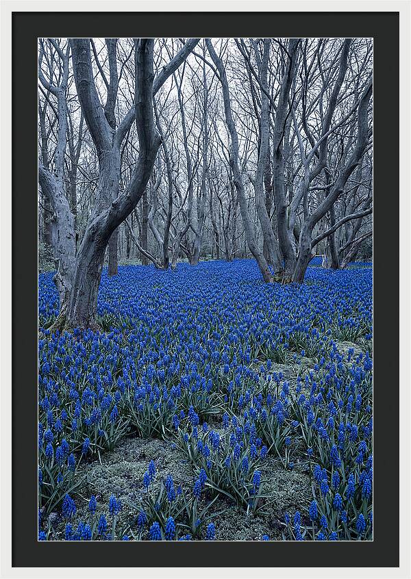Grape Hyacinth Carpet In Bloom