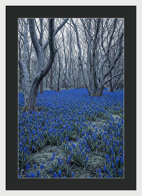 Grape Hyacinth Carpet In Bloom