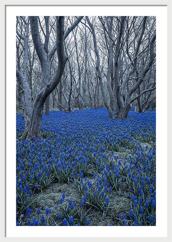 Grape Hyacinth Carpet In Bloom