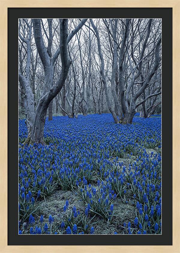 Grape Hyacinth Carpet In Bloom