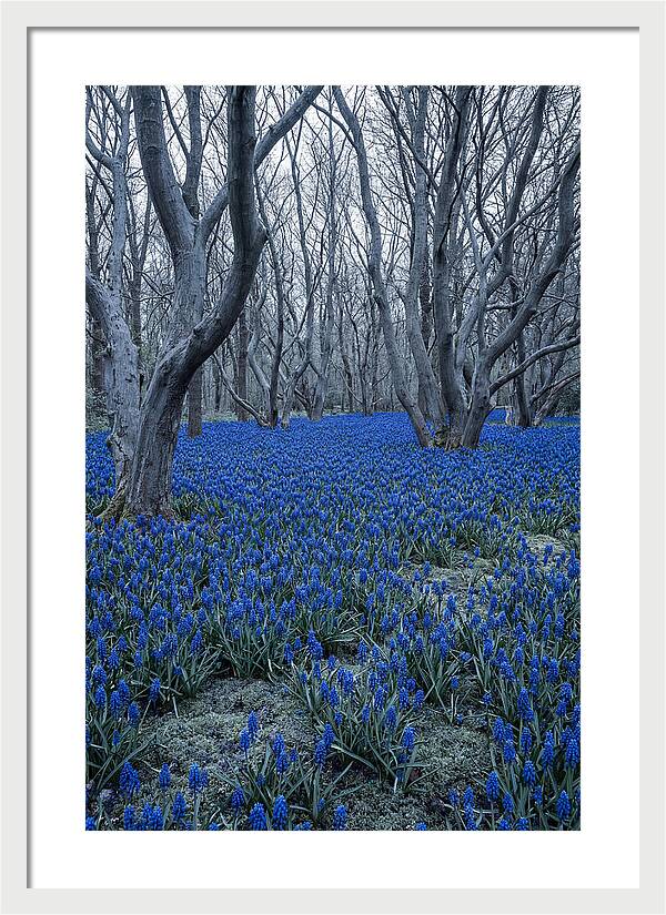 Grape Hyacinth Carpet In Bloom