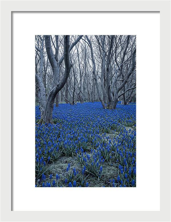Grape Hyacinth Carpet In Bloom