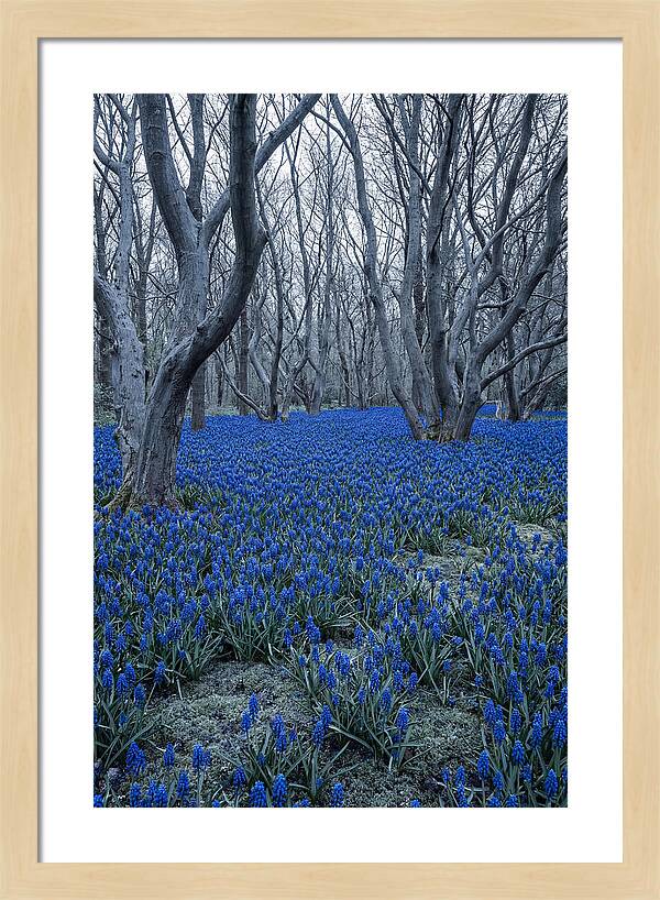 Grape Hyacinth Carpet In Bloom