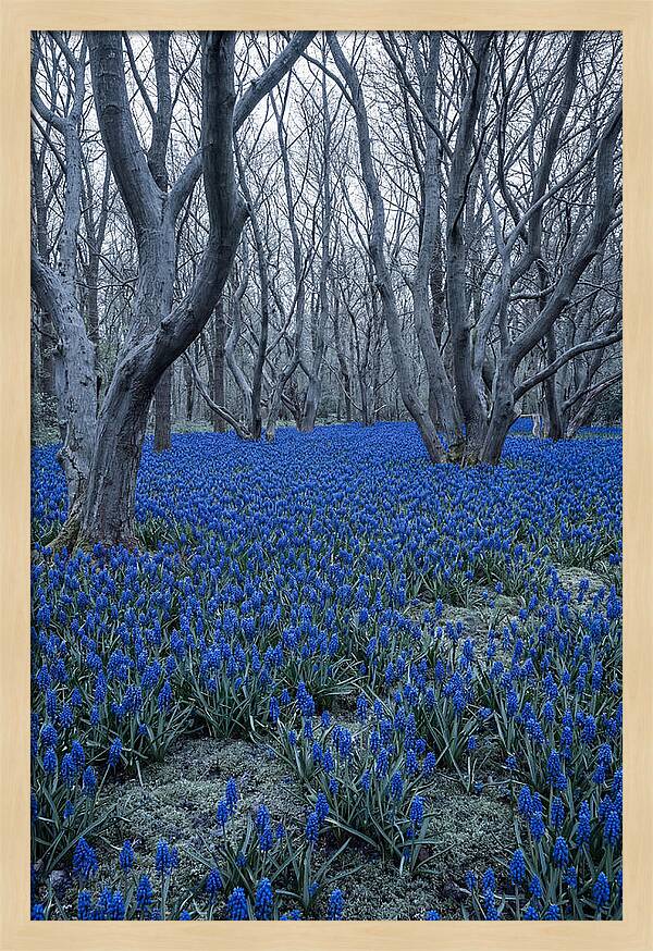 Grape Hyacinth Carpet In Bloom